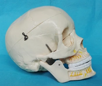 1:1 Tamaño De La Vida De Cráneo Humano Modelo De Esqueleto De La Cabeza De Modelo De Anatomía Humana, Cráneo, Cerebro De Anatomia Modelo De La Ciencia Médica, Los Materiales De Enseñanza