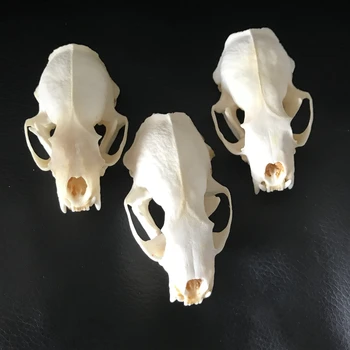 10pcs/6pcs/3pcs Real visón cráneos, multa de especímenes de animales, cráneo regalos de visón cráneo del espécimen