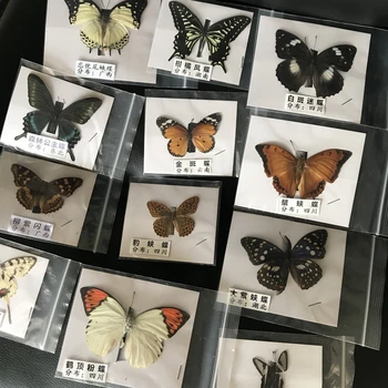5PCS/LOT Natural Real Hermosos Ejemplares de Mariposas para las Aficiones de BRICOLAJE Marco de Fotos o Home etiqueta engomada de la Pared de BRICOLAJE ect