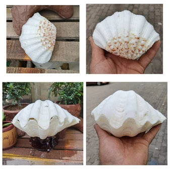 Aqumotic Conchas de Mar Grande 1pc Natural Espécimen de la Cáscara de la Flor de Shell de la Decoración del Hogar de la Placa de Plato de Fruta Cada una es Única
