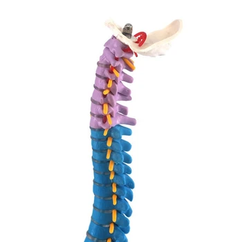 GYTB 45Cm con la Pelvis de anatomía Humana Anatomía de la Columna vertebral Médica de Columna Vertebral del Modelo de Recursos de Enseñanza para los Estudiantes de medicina