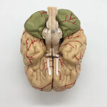 Humano,Modelo Del Cerebro Cerebrovascular Modelo De 8 Partes De La Anatomía Del Cerebro Modelo De La Ciencia Médica Modelo De Enseñanza Materiales Educativos