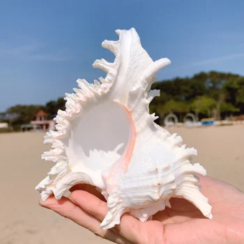 Mil mano de caracol crisantemo caracol natural de concha de acuario decoración de acuario caso del paisaje tanque de Peces de jardinería