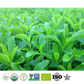Natural de la Hoja de Stevia en polvo de Stevia en polvo